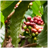 Caff da agricoltura biologica